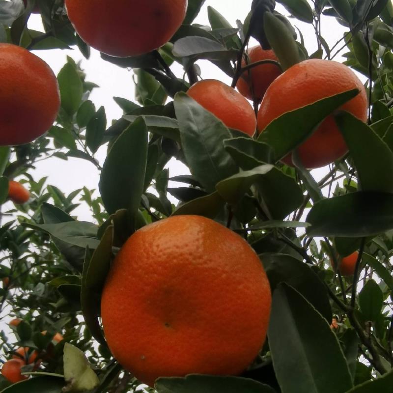 【推荐】默科特三月红基地直供对接各大档口市场