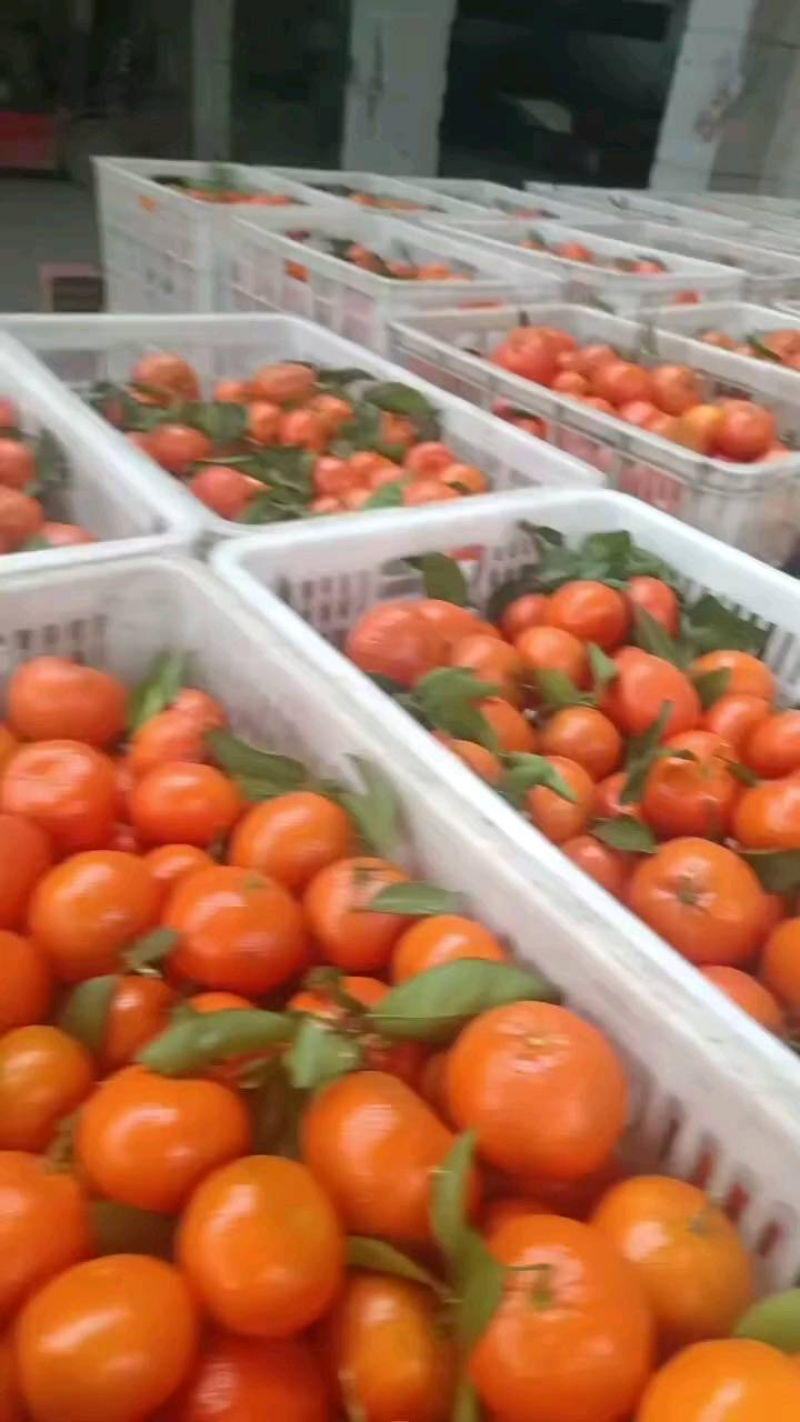 【推荐】默科特三月红基地直供对接各大档口市场