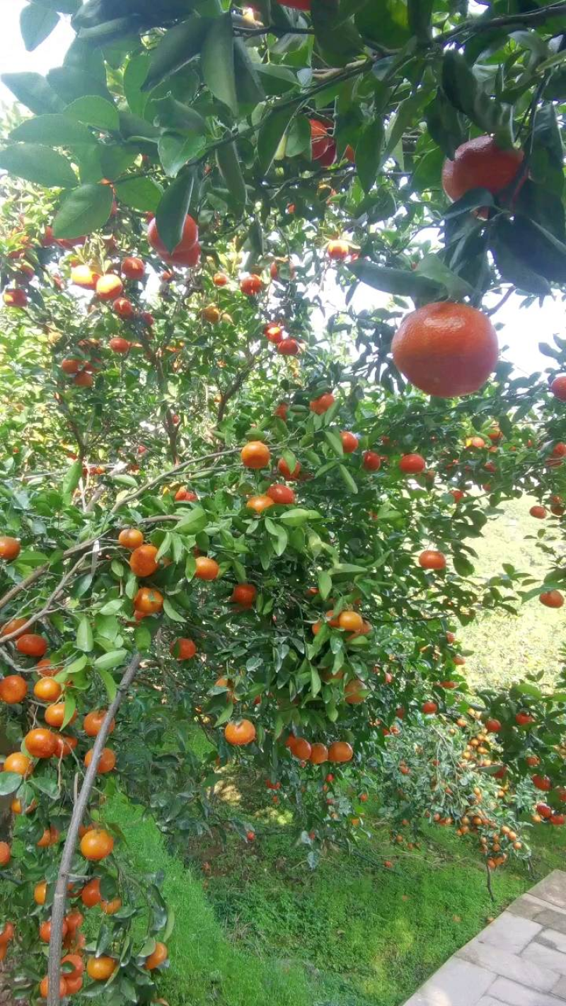 【推荐】默科特三月红基地直供对接各大档口市场