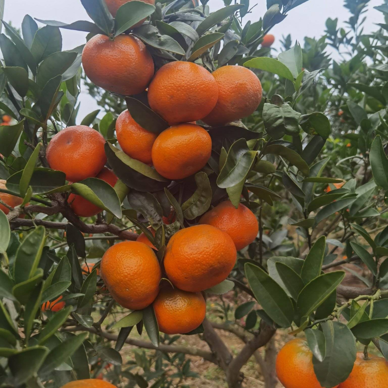 【推荐】默科特三月红基地直供对接各大档口市场