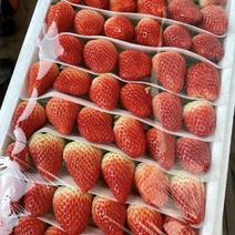 临沂草莓🍓预售