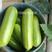 耐寒绿皮西葫芦种子瓜条油绿菜瓜种子抗病高产小瓜番瓜种籽