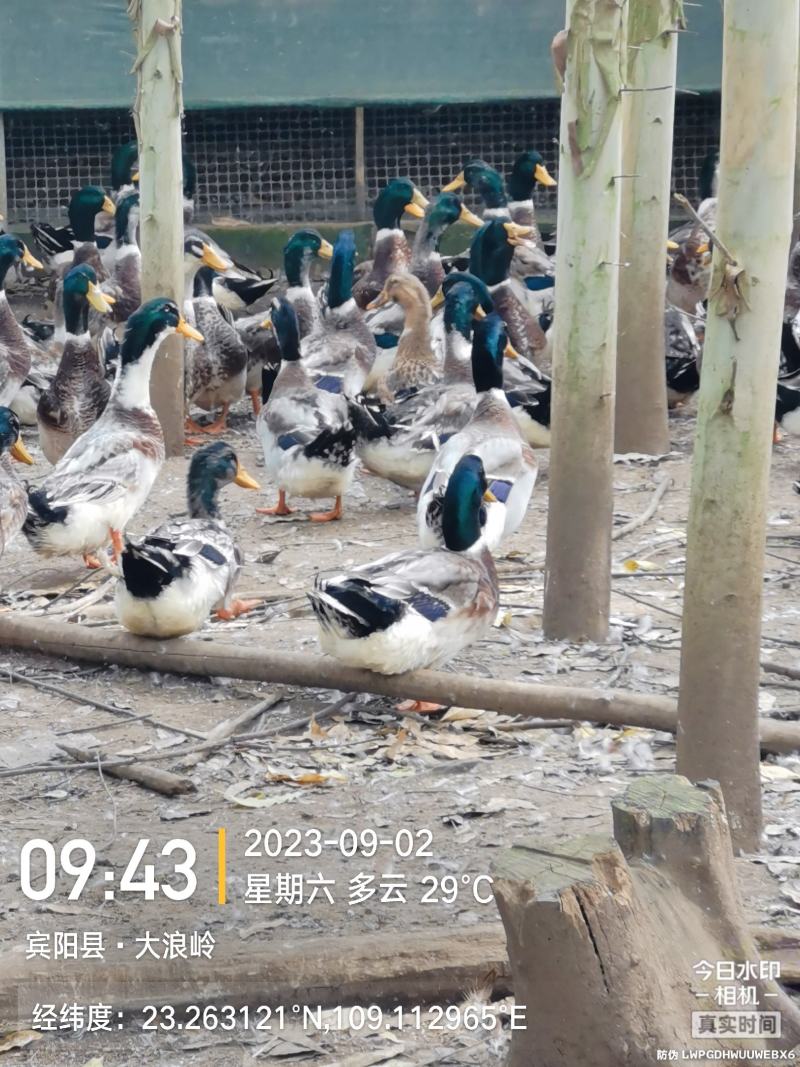 5000羽玉米绿头鸭
