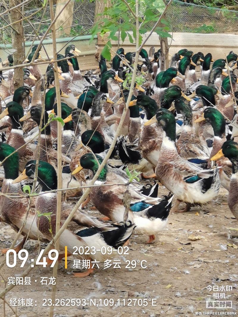 5000羽玉米绿头鸭