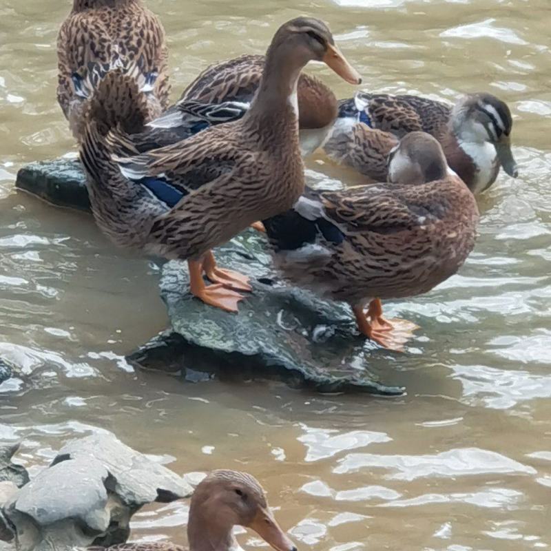 流动水养的靓麻鸭