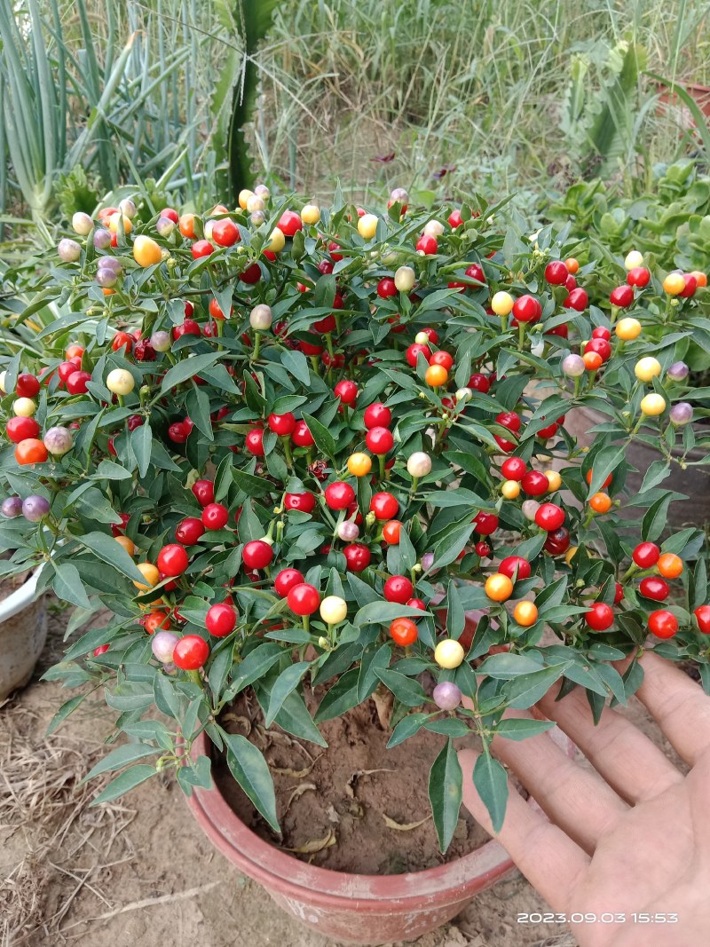 樱桃辣椒，珊瑚珠