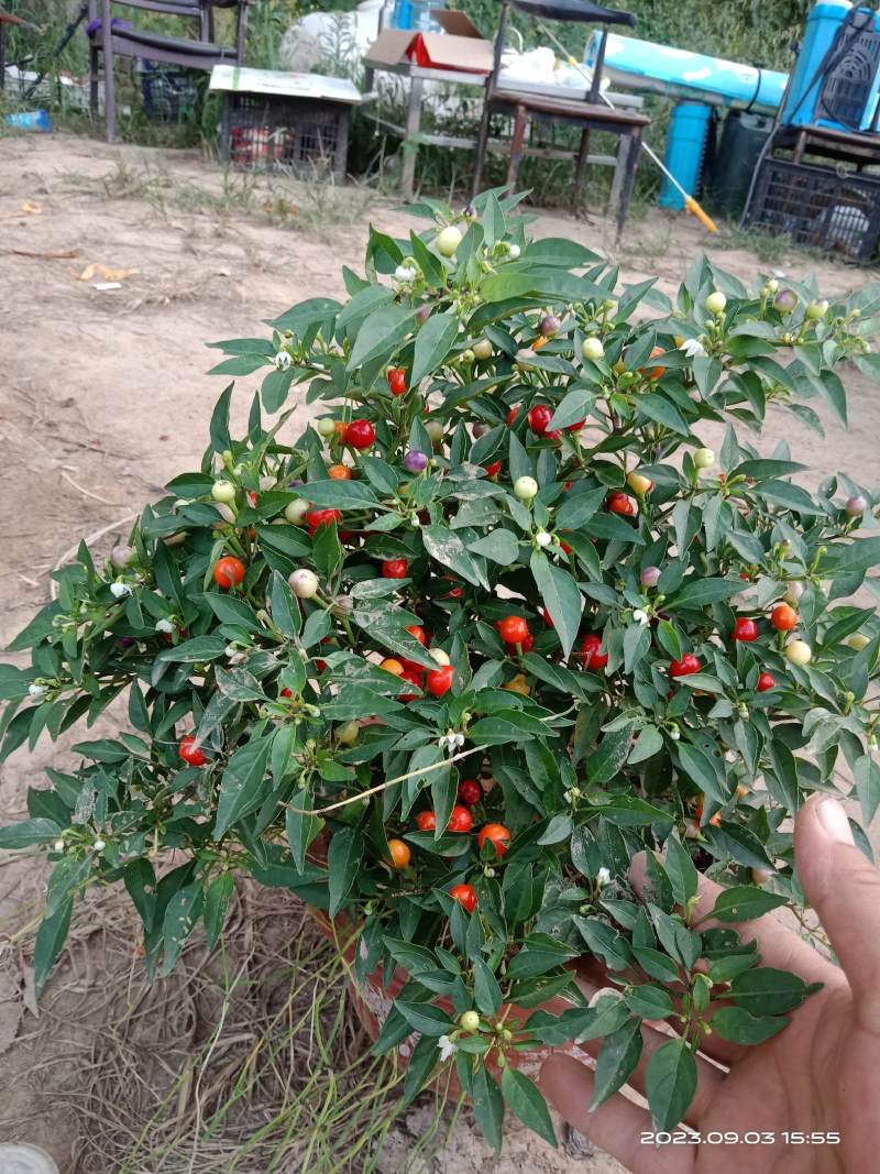 樱桃辣椒，珊瑚珠