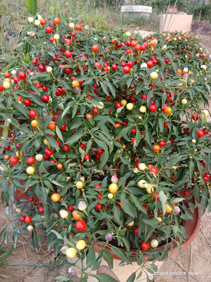 樱桃辣椒，珊瑚珠