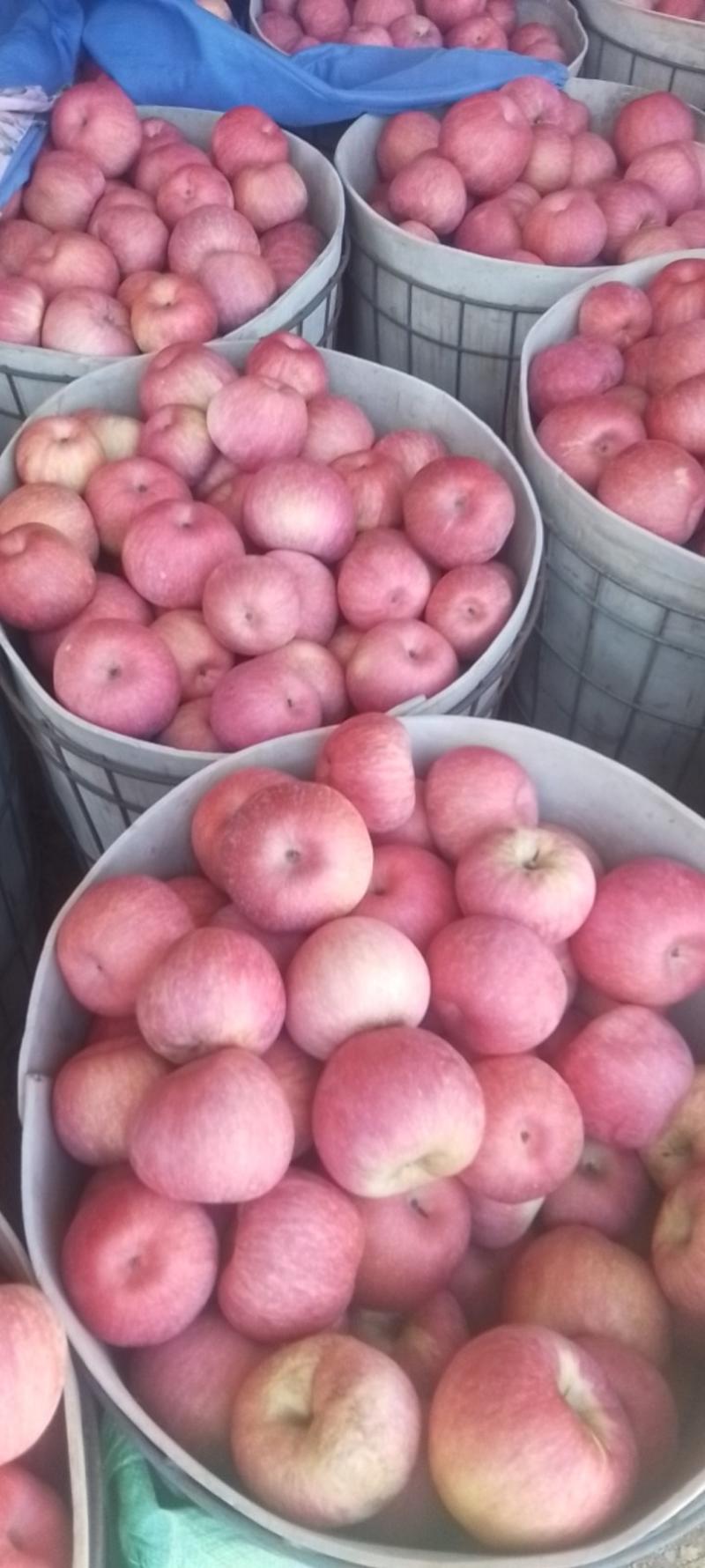 辽宁葫芦岛绥中红富士苹果大量供应新鲜采摘对接全国市场量大