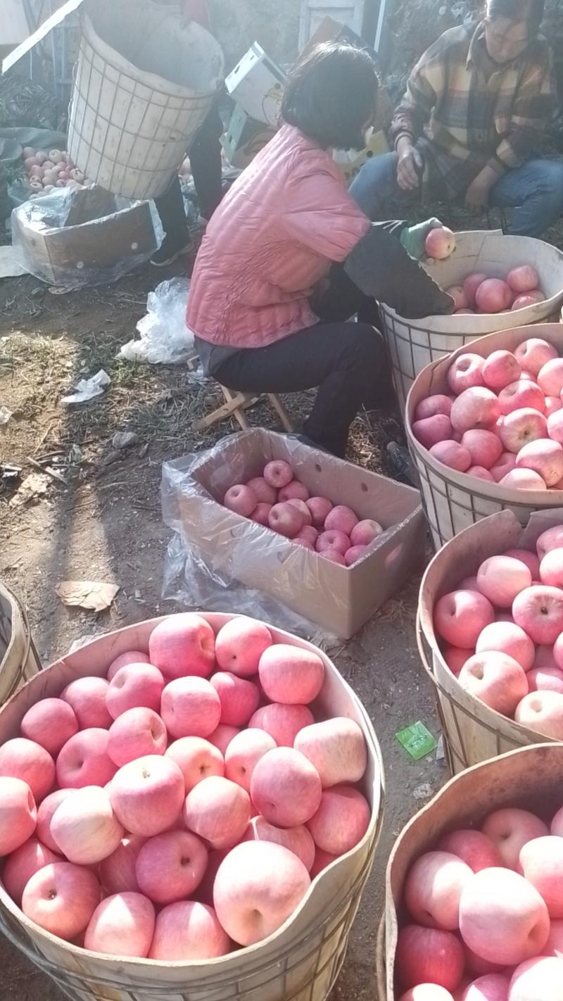 辽宁葫芦岛绥中红富士苹果大量供应新鲜采摘对接全国市场量大