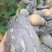 韶关乐昌精品，香芋南瓜香味十足够粉，诚信经营有回头车