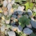 韶关乐昌精品，香芋南瓜香味十足够粉，诚信经营有回头车