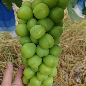 大串大颗粒