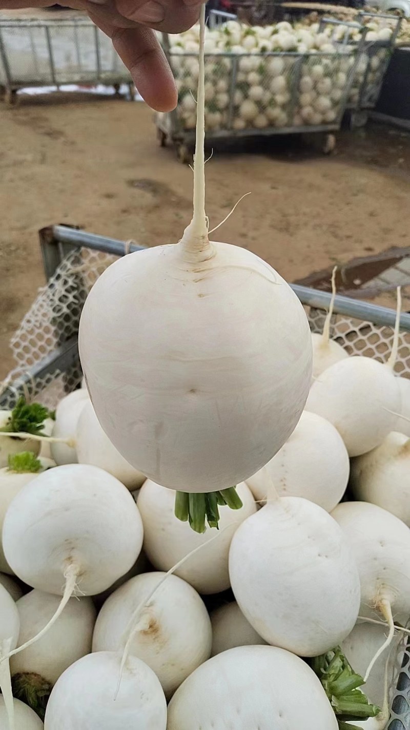 白萝卜
