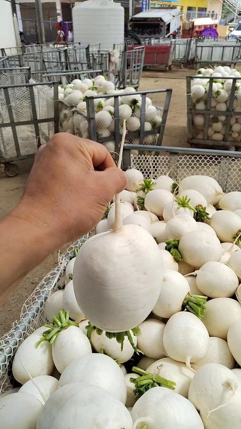 白萝卜