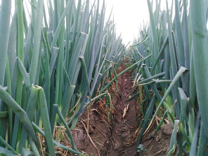 三组并列摆放的葱类植物:左侧为高大的大葱,中间为细长绿色的小葱,右侧为带球形鳞茎的胡葱,三者根部清晰可见,背景为白色衬布,突出形态差异 胡葱与大葱、小葱对比图