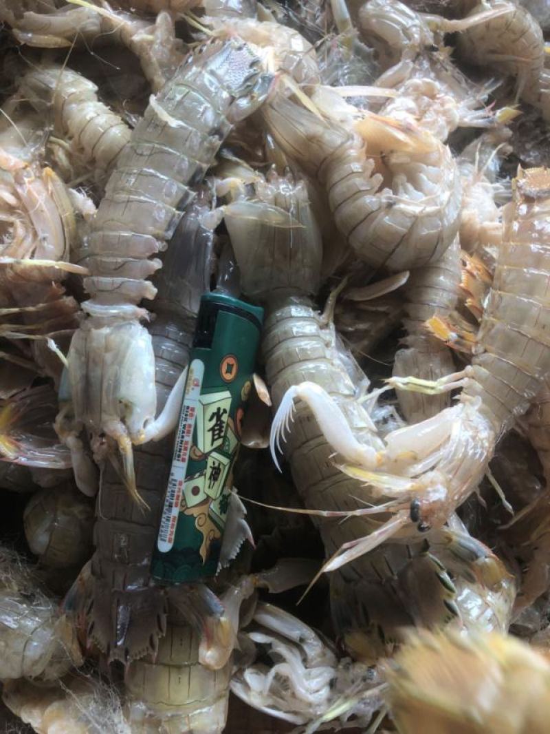 皮皮虾肉整齐，大肉，不碎