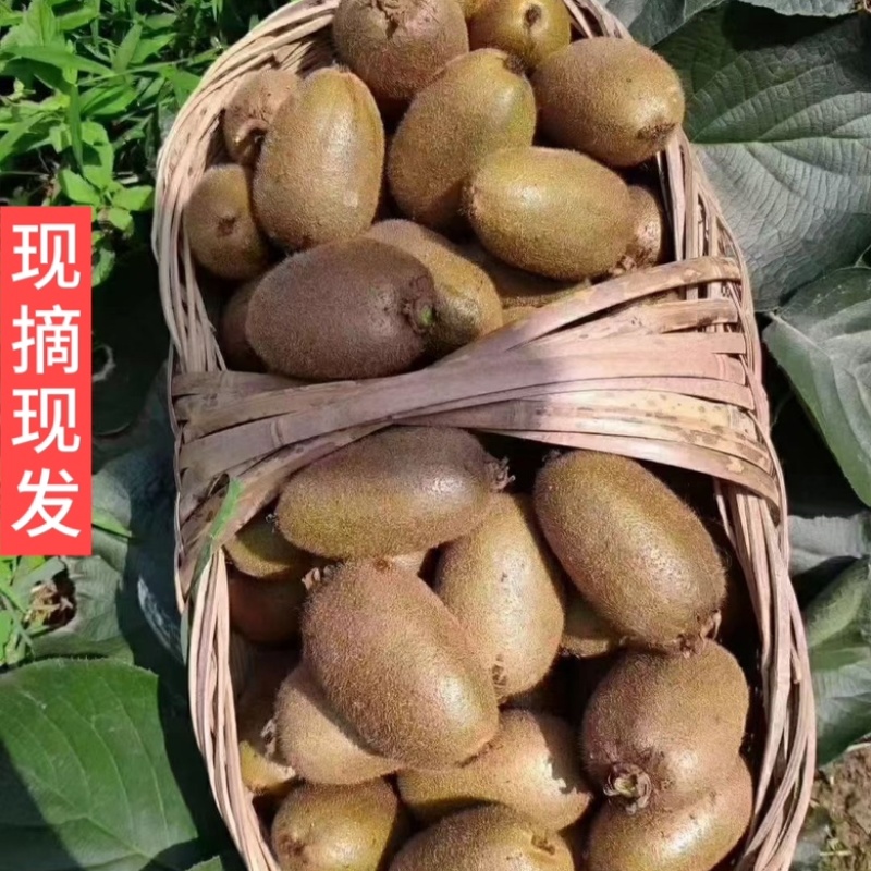 陕西周至翠香猕猴桃奇异果农家果园现摘现发5/9斤包邮