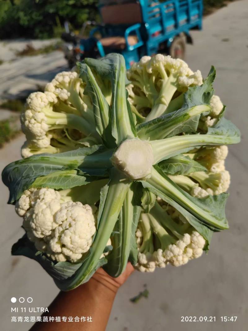 全国多产区代发有机菜花-松花菜-散花2-4斤山东淄博高青