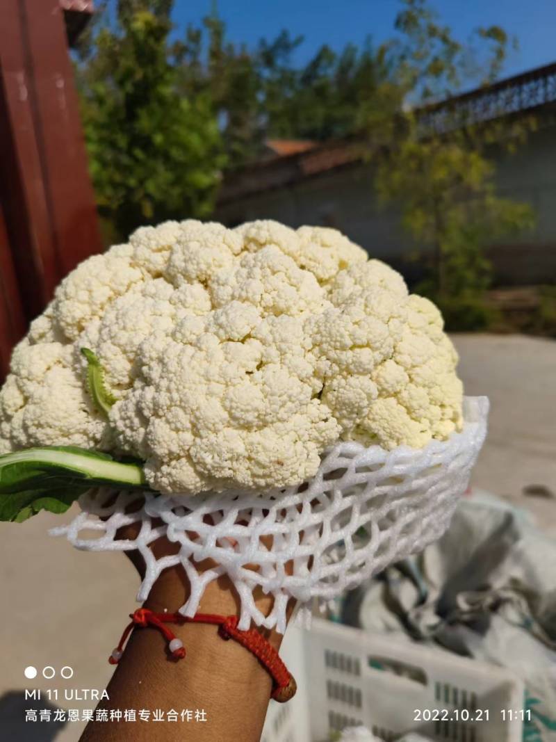 全国多产区代发有机菜花-松花菜-散花2-4斤山东淄博高青