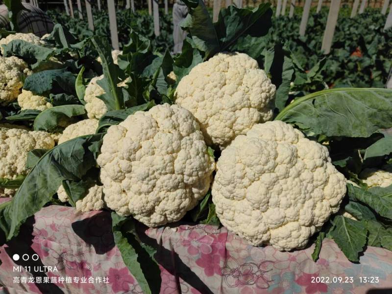 全国多产区代发有机菜花-松花菜-散花2-4斤山东淄博高青