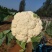 全国多产区代发有机菜花-松花菜-散花2-4斤山东淄博高青
