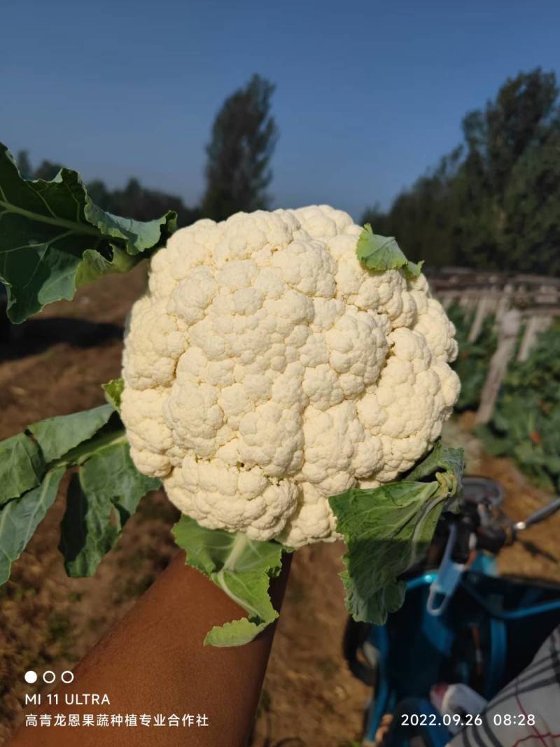 全国多产区代发有机菜花-松花菜-散花2-4斤山东淄博高青