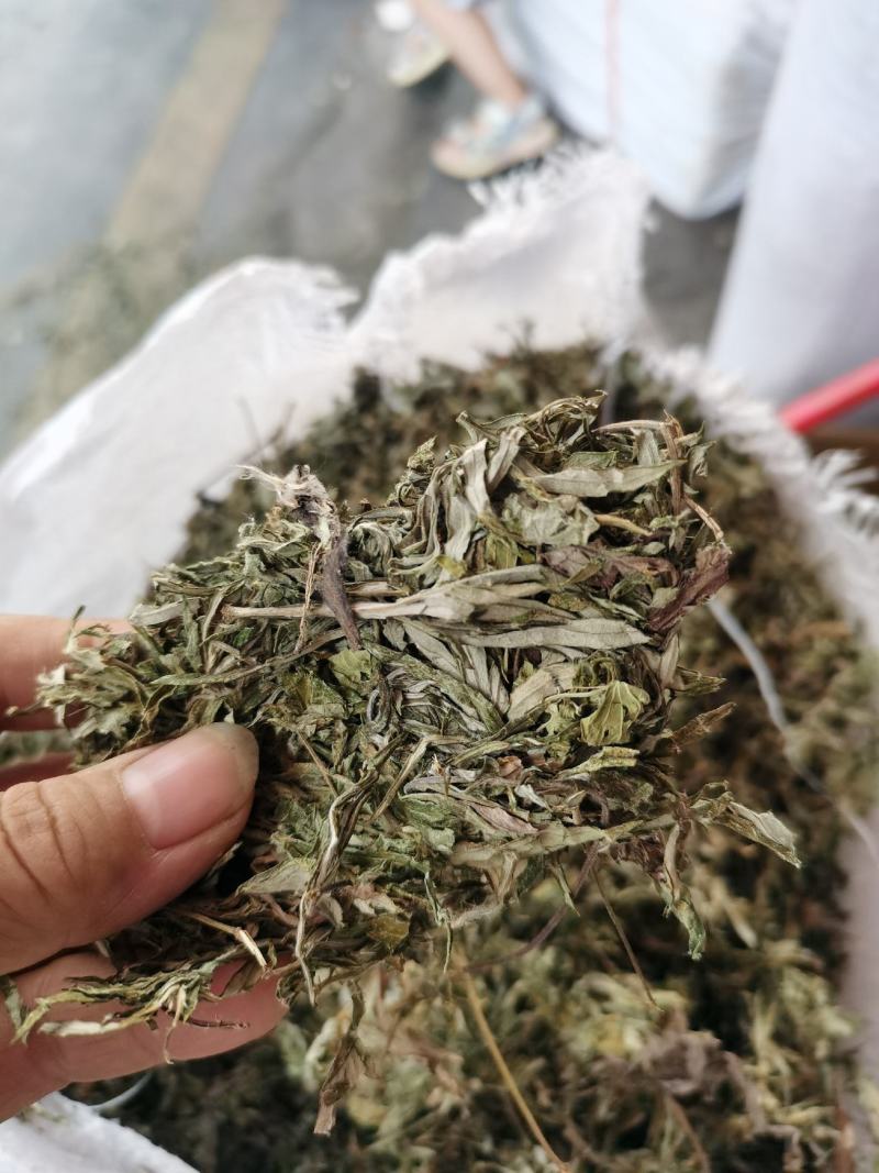 2023年青绿色，浓味清香，无枝干艾叶，大量批发，一手货