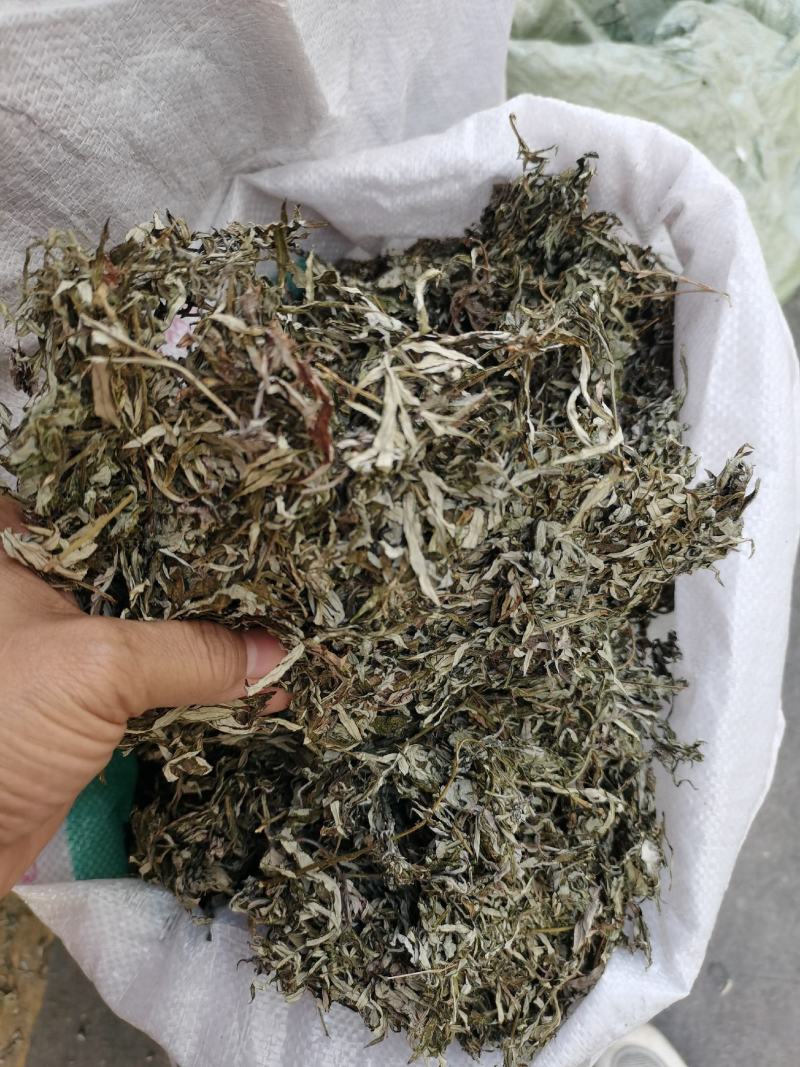 2023年青绿色，浓味清香，无枝干艾叶，大量批发，一手货