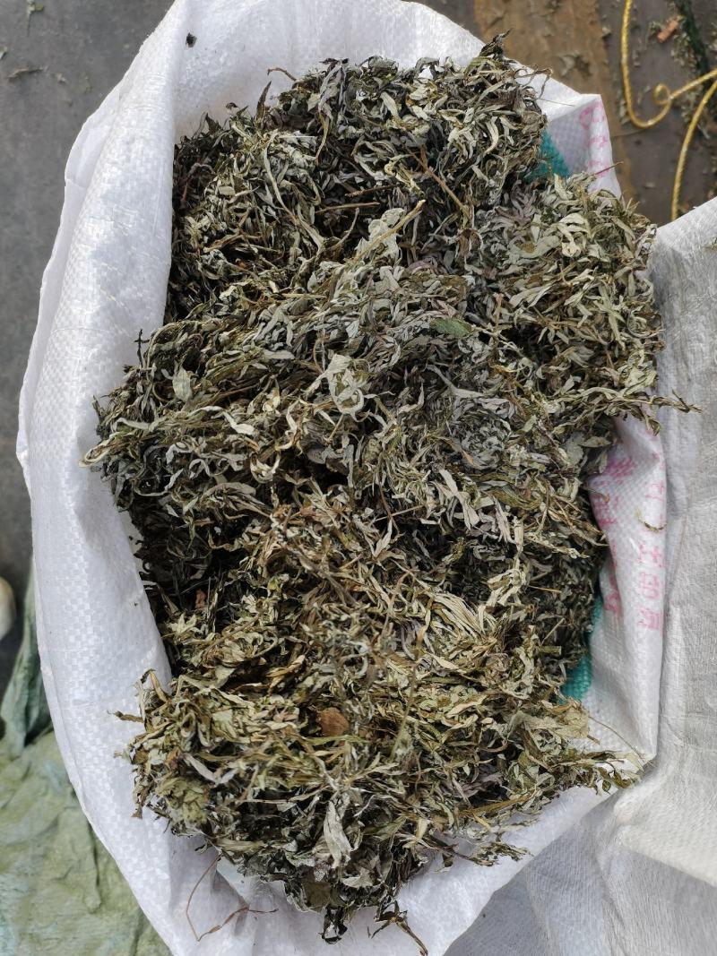 2023年青绿色，浓味清香，无枝干艾叶，大量批发，一手货