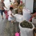 2023年青绿色，浓味清香，无枝干艾叶，大量批发，一手货