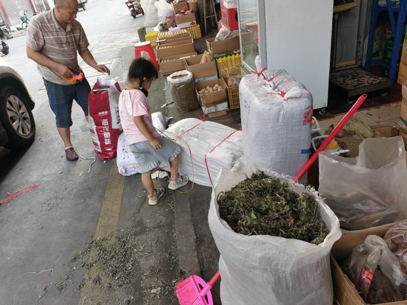 2023年青绿色，浓味清香，无枝干艾叶，大量批发，一手货