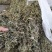 2023年青绿色，浓味清香，无枝干艾叶，大量批发，一手货