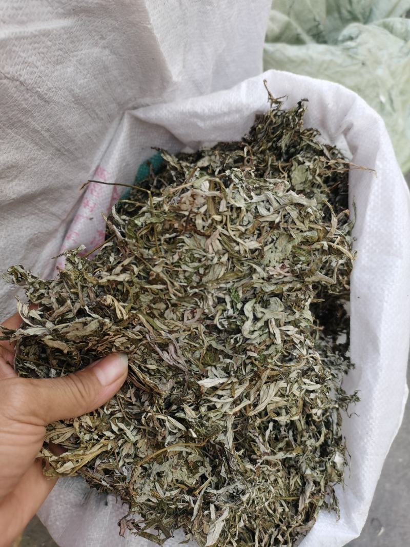 2023年青绿色，浓味清香，无枝干艾叶，大量批发，一手货