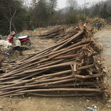盐肤木2一10公分