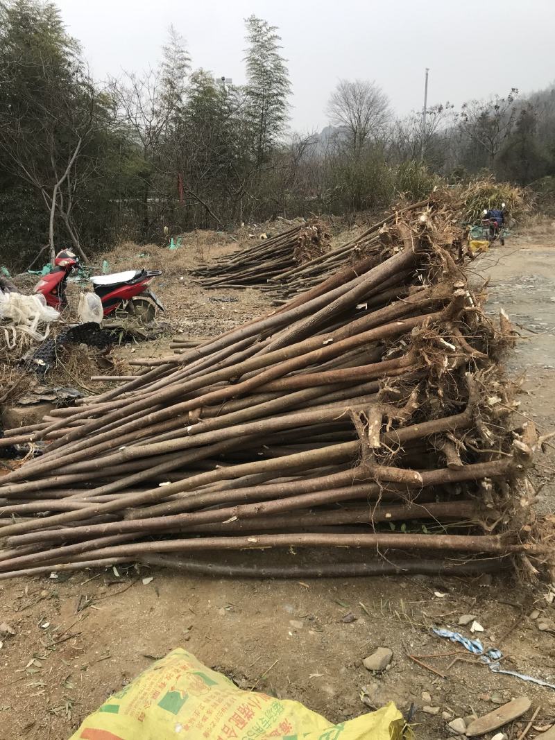 盐肤木2一10公分