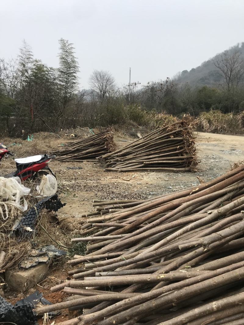 盐肤木2一10公分