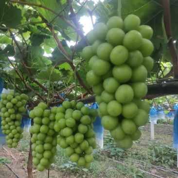 绿色生态种植优质优价阳光玫瑰葡萄特甜特脆特香