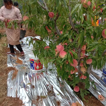 菱鲜客山地雪桃