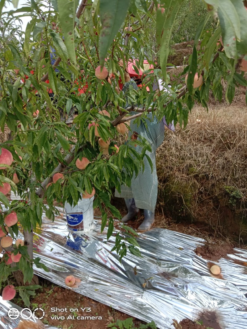 菱鲜客山地雪桃