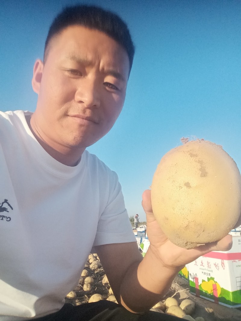 陕西土豆大量上市货源充足产地直发欢迎全国各地商家前来采购