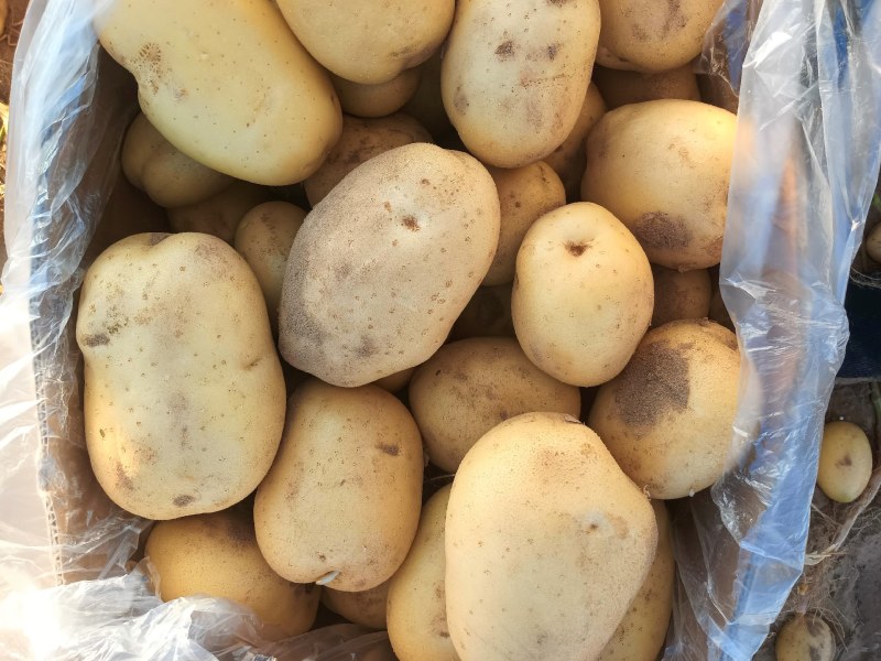 陕西土豆大量上市货源充足产地直发欢迎全国各地商家前来采购