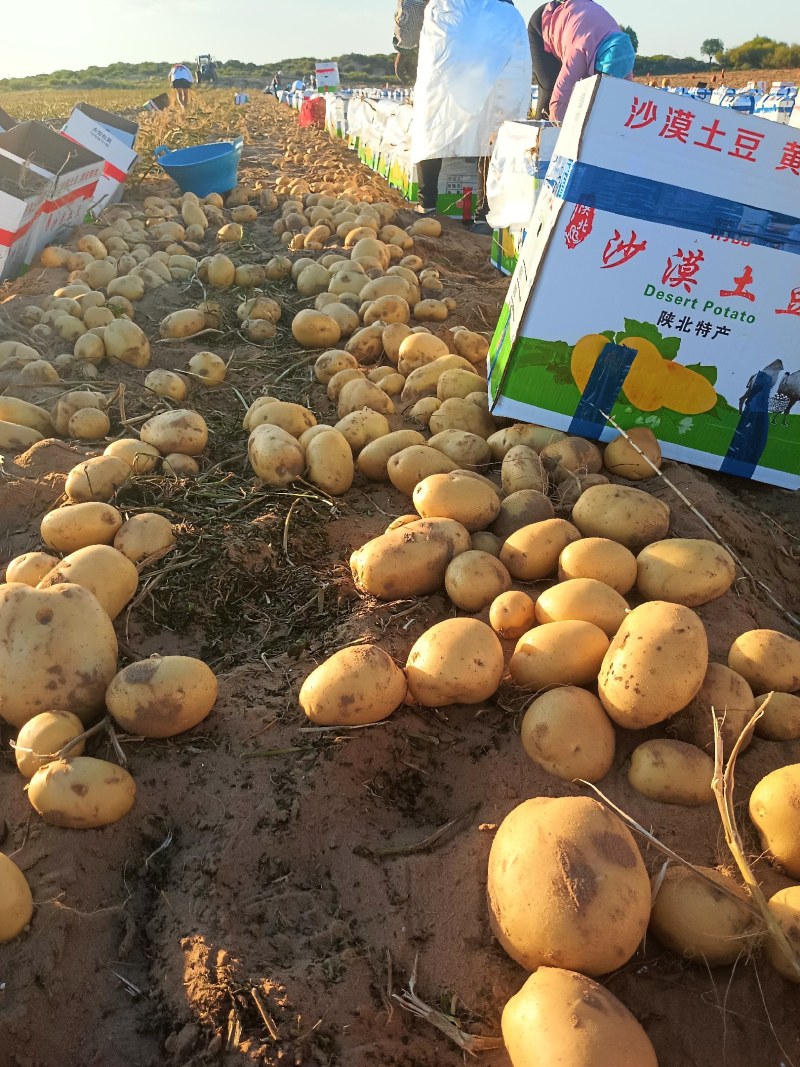 陕西土豆大量上市货源充足产地直发欢迎全国各地商家前来采购