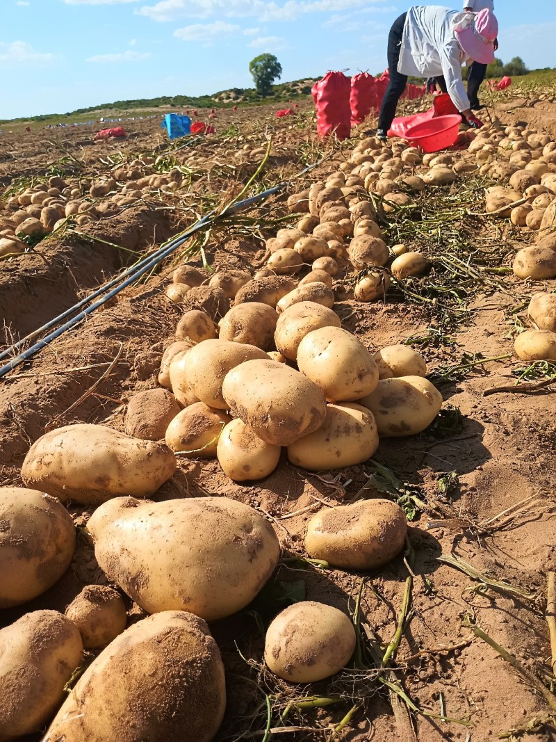 陕西土豆大量上市货源充足产地直发欢迎全国各地商家前来采购