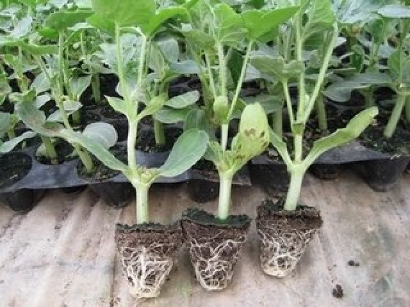 【热销】8424西瓜苗大量上市一手货源品质保证