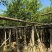 小叶榕5-15公分大量出售，基地直销