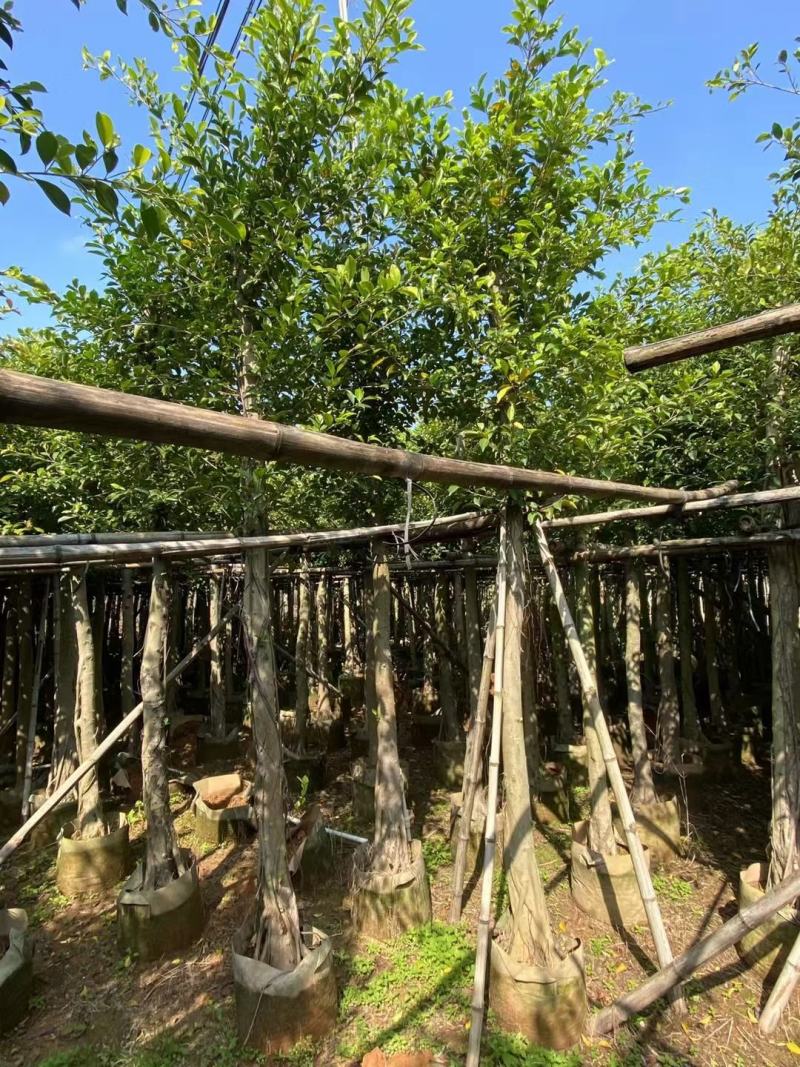 小叶榕5-15公分大量出售，基地直销