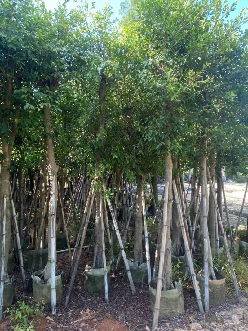 小叶榕5-15公分大量出售，基地直销