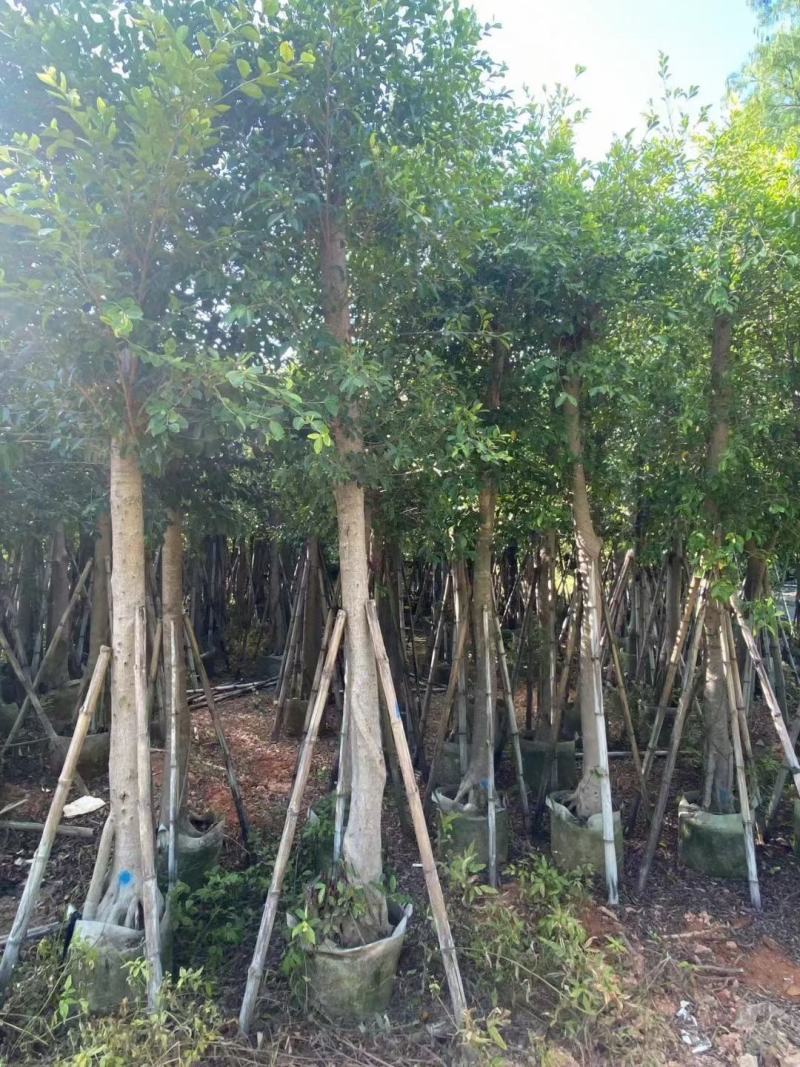 小叶榕5-15公分大量出售，基地直销