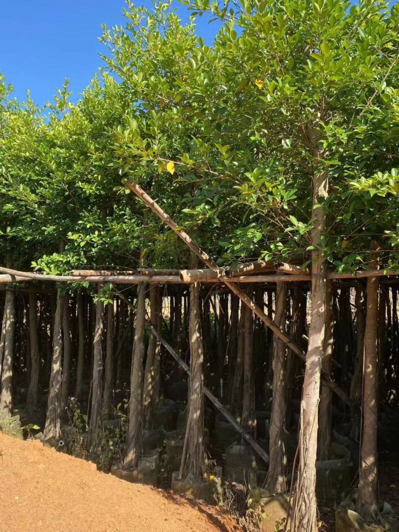小叶榕5-15公分大量出售，基地直销